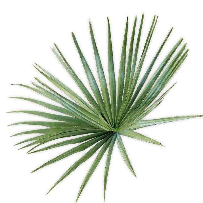 Saw Palmetto - sammansättning UltraMax Testo Enhancer